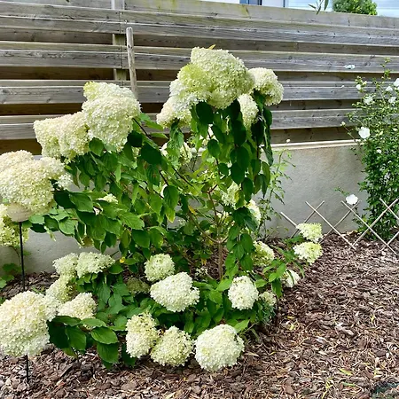 Au Renard Baulois - D'hotes לינה וארוחת בוקר